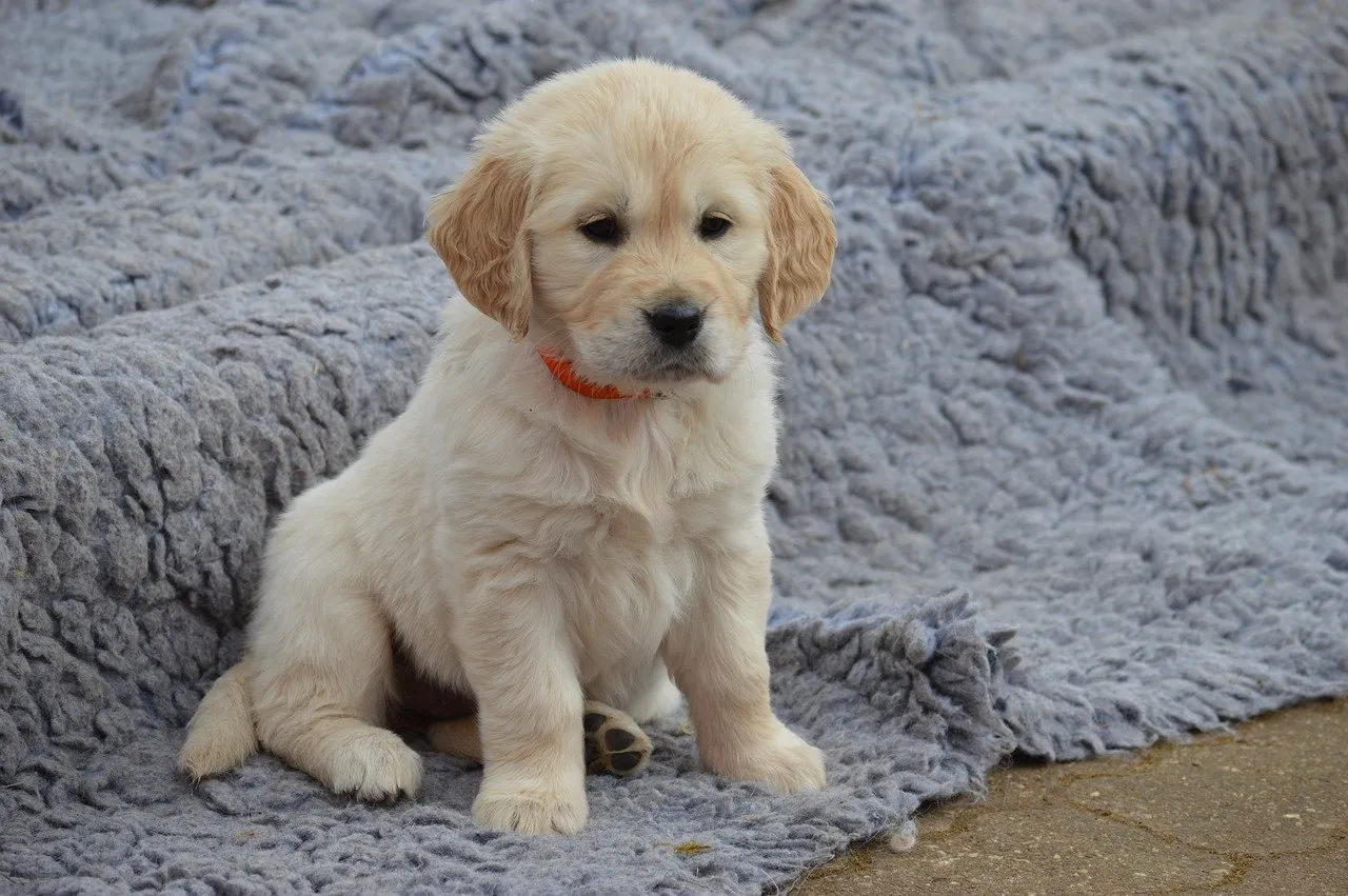 Golden retriever puppy.